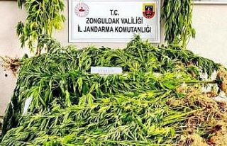 Jandarmadan uyuşturucu operasyonu; 1 tutuklu