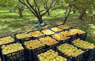 Kağızman kayısısı pazarlarda yerini aldı