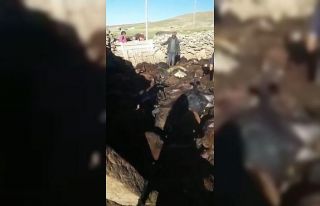 Kağızman’da kurt dehşeti