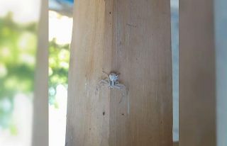 Kahramanmaraş’ta ’insan yüzlü örümcek’...