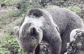 Kamp alanına gelen ayıyı vatandaşlar besliyor