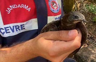 Kanadı kırık ebabil kuşuna jandarma şefkati