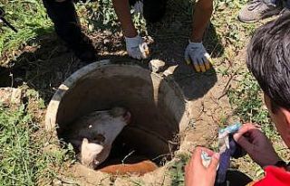 Kanalizasyon kuyusuna düşen inek itfaiye ekiplerince...