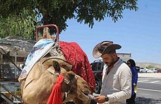 Kapadokya’da sıcaktan bunalan develer dondurma...
