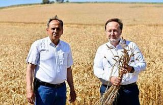 Karesi Belediyesi’nin buğdayları hasat ediliyor