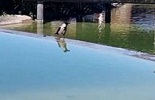 Karganın ağzından çıkanı duyanlar, neye uğradıklarını...