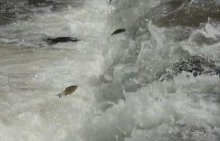 Kars’ta balıkların ölüm göçü sürüyor