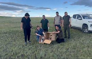 Kars’ta Kerkenezler doğaya bırakıldı