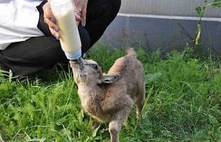 Kars’ta yavru yaban keçisi biberonla besleniyor