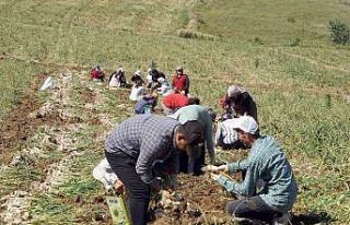 Kastamonu’da kene vakalarında hasat artışı