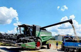 Kavak’ta buğday hasadı