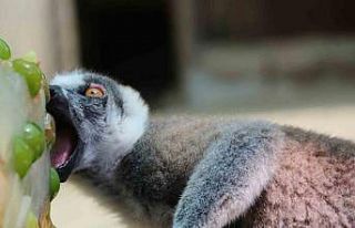 Kavurucu sıcakta maymunlar özel buzlu meyve kokteyliyle,...