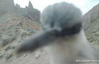 Kaya sıvacısı kuşu fotokapanı gagaladı