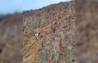 Kayalıklarda mahsur kalan oğlakları AFAD kurtardı