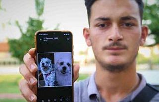 Kaybolan köpeğini bulmak için sokak sokak geziyor
