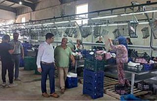 Kaymakam Taş’tan soğuk hava depolarında inceleme