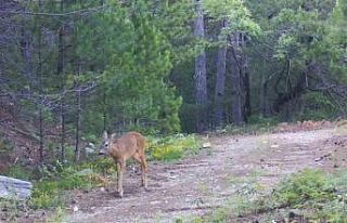 Kaz Dağları’nın sevimli ev sahipleri fotokapanlar...