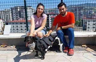 Kazada felç olan köpeği yürüteçle yürüttüler