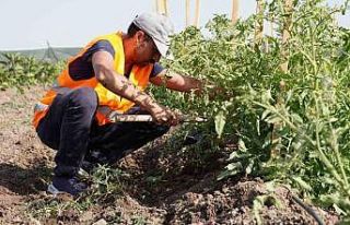 Keçiören Belediyesi’nin bostanlarında hasat başladı