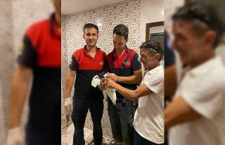 Kediyi görüntüleme cihazıyla tespit ettiler