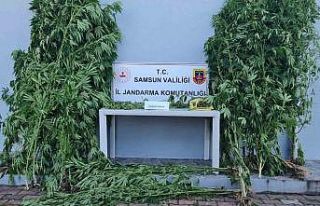 Kenevir baskını: 39 kök kenevir ele geçirildi