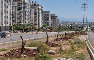 Kepez kocaman bir zeytin bahçesi oluyor