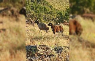Kesime giderken kaçan kurbanlık koyunları jandarma...