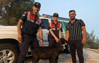 Kilis’te kaybolan keçiyi Jandarma buldu