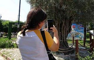 Kilometrelerce uzaklıktan getirilen 600 yıllık...