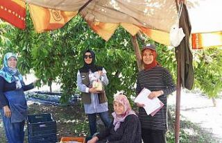 Kiraz hasadı yapılan bölgelerde zararlı organizma...