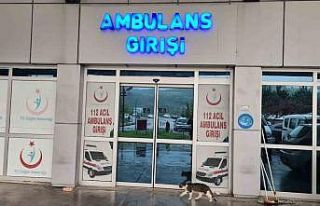 Kiraz toplamak için çıktığı ağaçtan düşen...