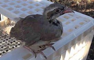 Kırıkkale’de ’kene avcısı’ yüzlerce keklik...