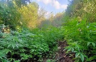 Kırkağaç’ta uyuşturucu operasyonu