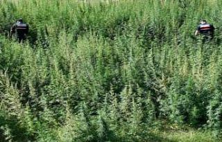 Kırklareli’nde 215 bin 709 kök kenevir ele geçirildi