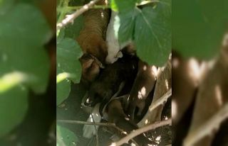 Kırklareli’nde anneleri kazada ölen yavru köpekler...