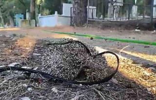 Kirpiyi iple mezarlığa bağladılar