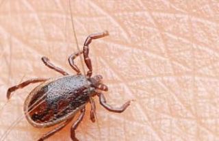 KKKA hastalığına karşı vatandaşlar uyarıldı