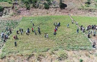 Konyaaltı’nda kekik ve adaçayı hasatı başladı