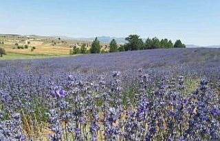 Konya’da çorak topraklar lavanta ile mor renge...