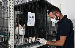 Köpekler suyla, kediler klimayla serinletiliyor