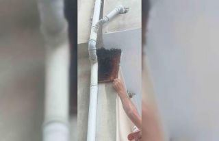 Kovandan firar eden binlerce arı, apartmanın balkonuna...