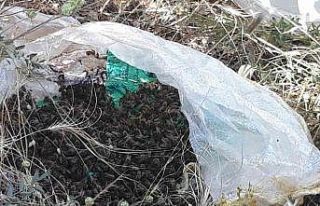 Kovanı terk eden arılar yol kenarında bulundu