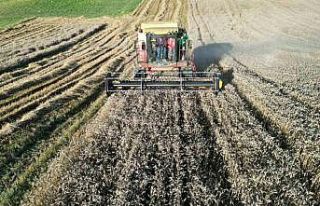 Kozluca’da hasat şenliği