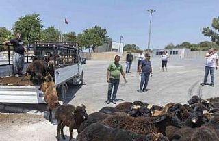 Küçükbaş hayvan desteğinde geri toplamalar başladı
