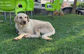 Kuduz köpeğin saldırınsa uğrayan genç mimar...