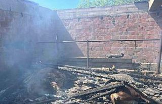 Küle dönen ahırda hayvanlar telef oldu