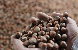 Kurban Bayramı sonrası fındık fiyatı yükselişe...