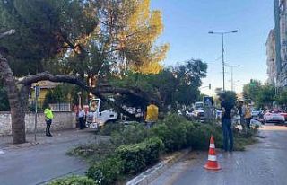 Kuruyan çam ağacı ağırlığa dayanamayarak yol...