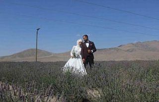 Lavanta bahçesi gelin ve damatların uğrak noktası...