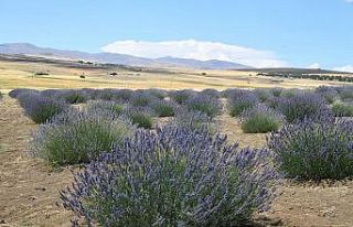 Lavanta hasadı için gün sayılıyor